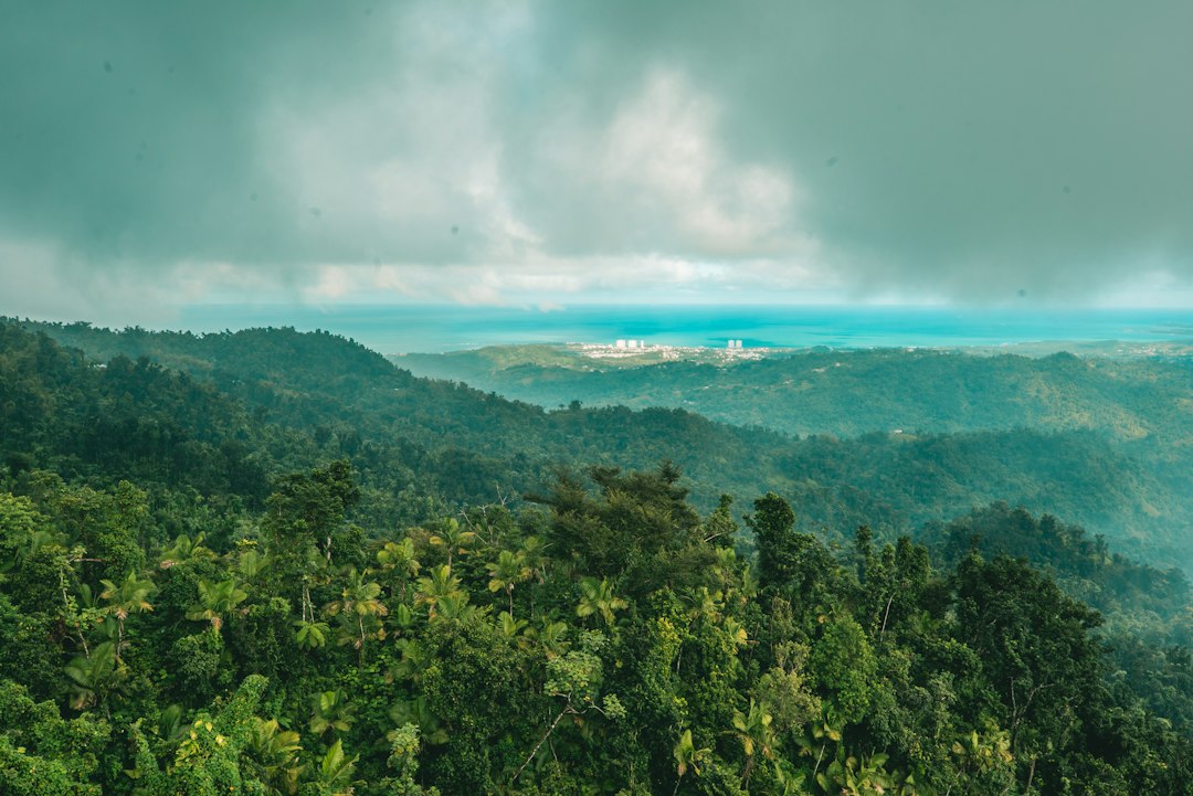 Lush green scenery in El Yunque rainforest, Puerto Rico